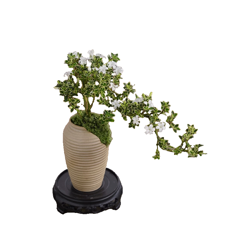 ��ѿ����ѩ���԰칫����ֲ�����������ֲ�����ڰڼ������ļ������辰 ����ѩ-С������-�ܰ����� �����Ժ� 58.2Ԫ��4��(��14.55Ԫ/��)