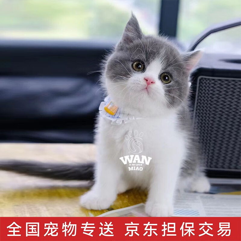 涴喵猫咪活体