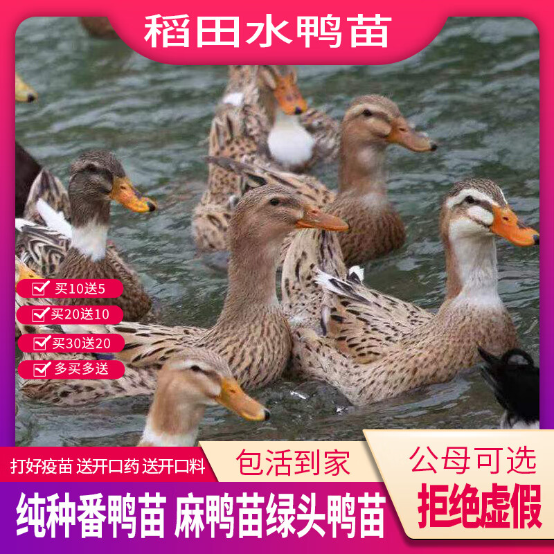 鸭活绿头鸭高产蛋鸭麻鸭大种番鸭鸭幼水鸭活体 水鸭 试 养5 只的 价格