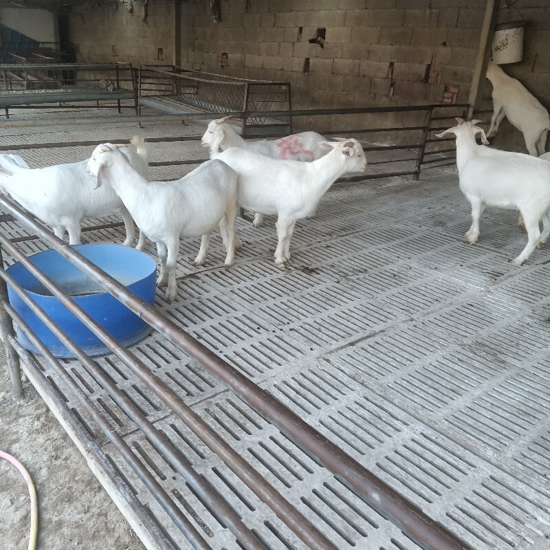 山羊美国大白山羊种公羊大母羊小小羊羔活体成长发育快抗病能力强