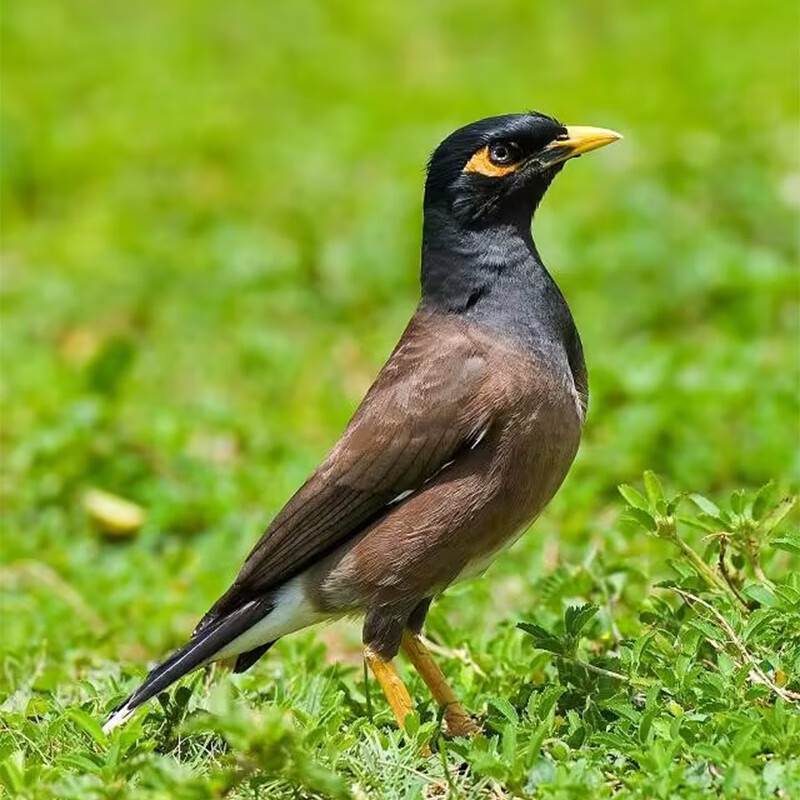 宠物观赏会说话八哥鸟林八黑八聪明宠物小鸟幼鸟鹩哥鸟活物 海八鸟