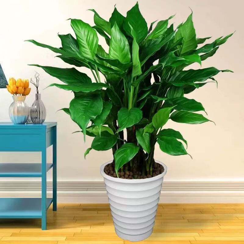 水培万年青盆栽绿植四季好养活常青植物室内客厅装饰摆件盆栽花卉