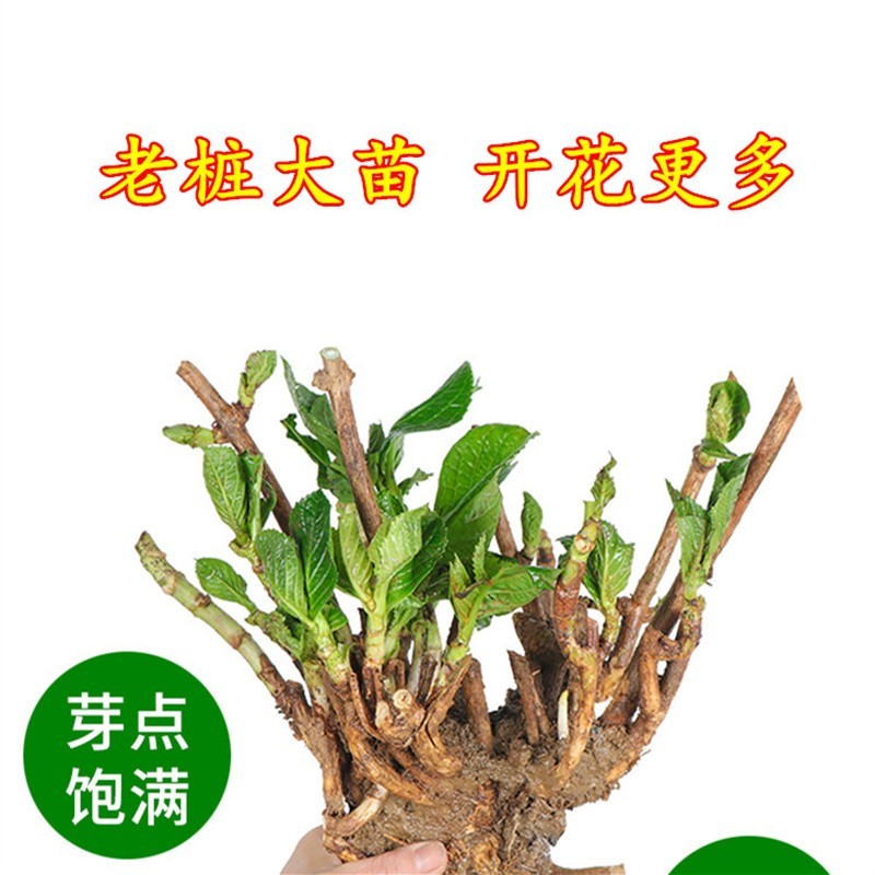 頑冒绣球花苗八仙花盆栽庭院阳台耐寒植物无尽夏花苗四季开花老桩花卉 八仙变色绣球【推荐】+肥料 12年精品老桩开花爆【别墅推荐】