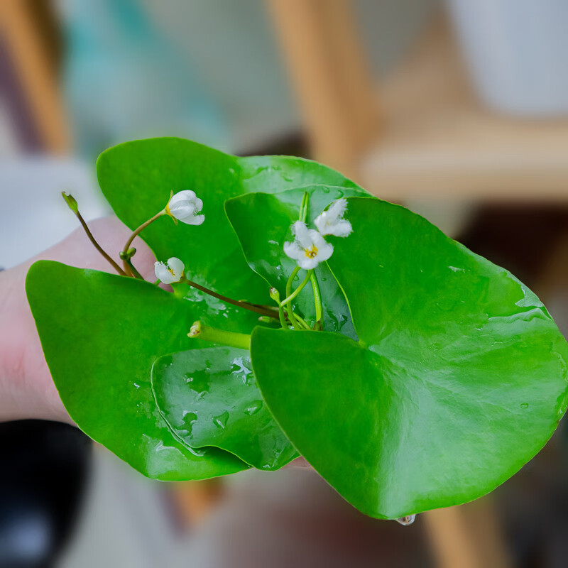 木繁一叶莲碗莲水培室内迷你四季开花养水生碗莲 2片一叶莲【无土水生