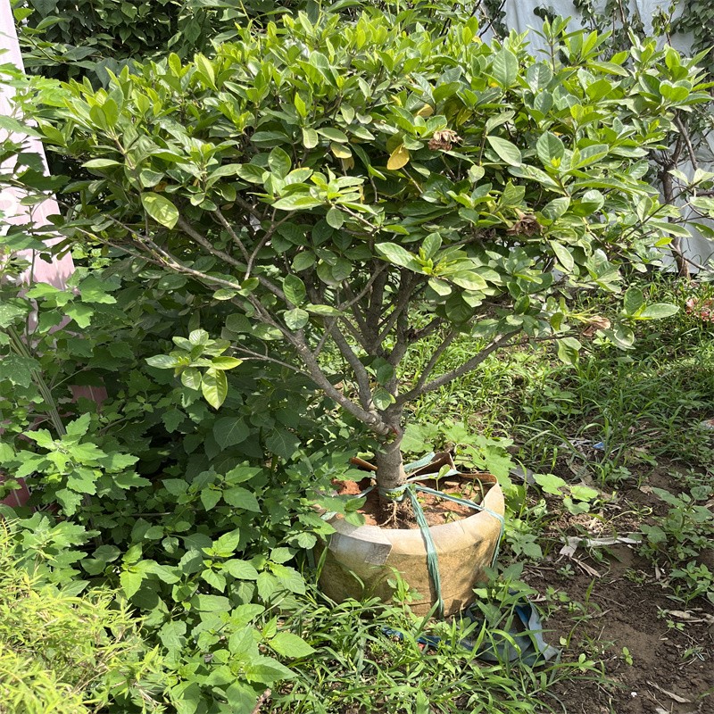 慕尔森栀子花盆栽独杆棒棒糖花期带花苞大叶小叶牡丹浓香型四季老桩