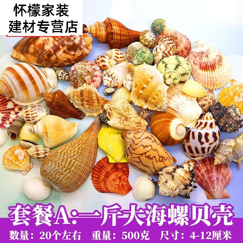 返品交換不可】 法螺貝36cm1.3kg 採取証明書付 - revisionskincare.pk