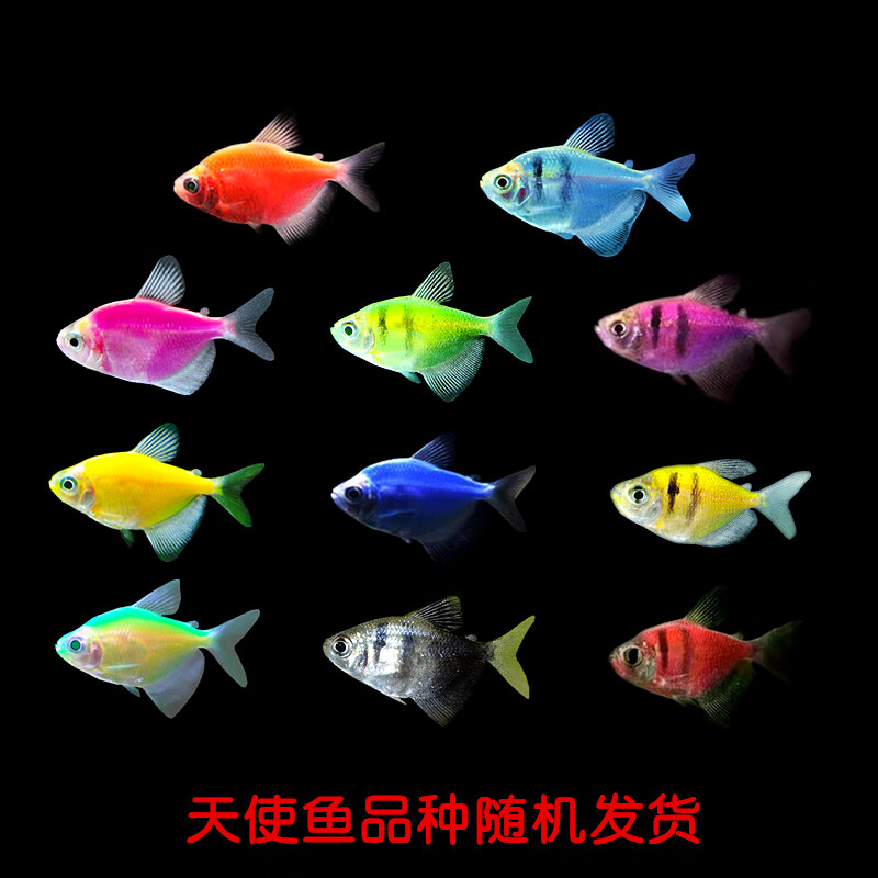 忘己淡水天使鱼小型热带观赏七彩鱼柠檬青苹果彩群鱼彩旗鱼新手好养 2