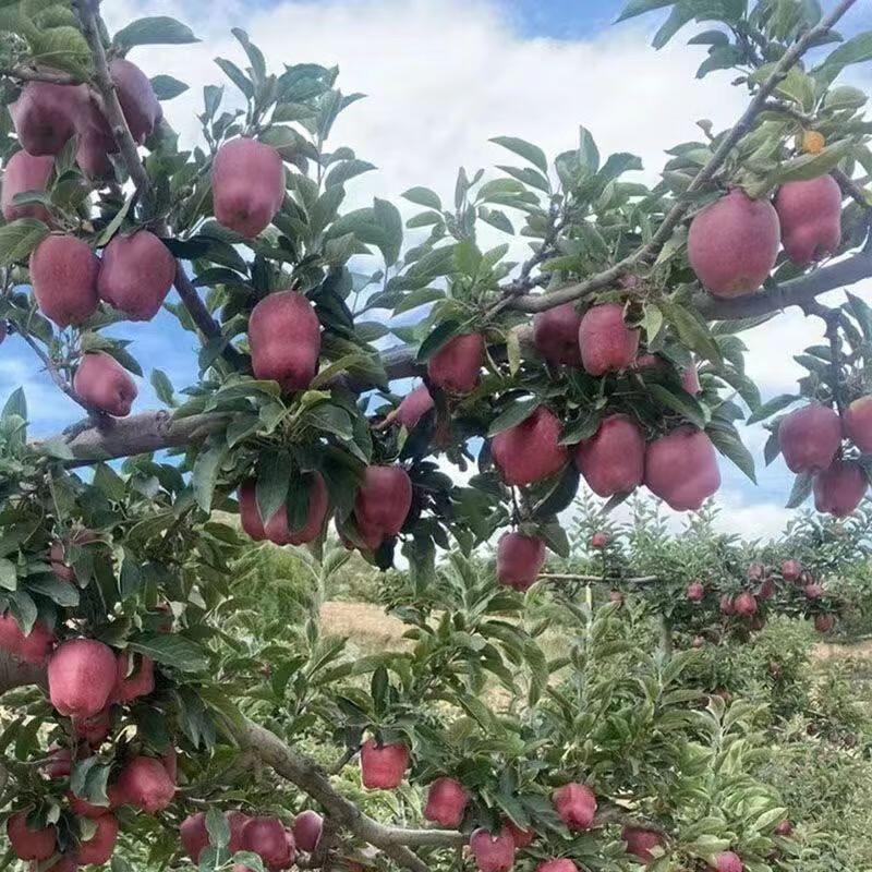 紫玉环正宗现摘甘肃花牛粉面沙甜当季红蛇苹果老人婴儿刮泥果 净重8.5-9斤中大果