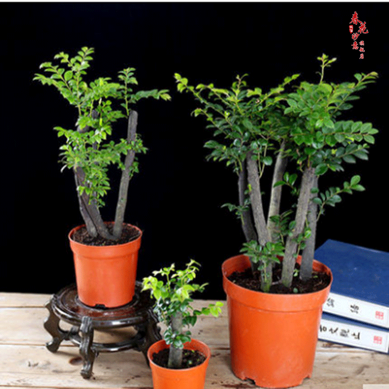 小叶紫檀盆景树黑骨茶室内阳台办公室绿植盆栽办公室桌面盆栽黑骨茶