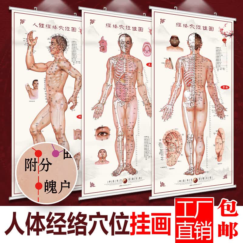 云漫卿人体骨骼肌肉示意图中医图解背部人体经络穴位图大挂图养生馆