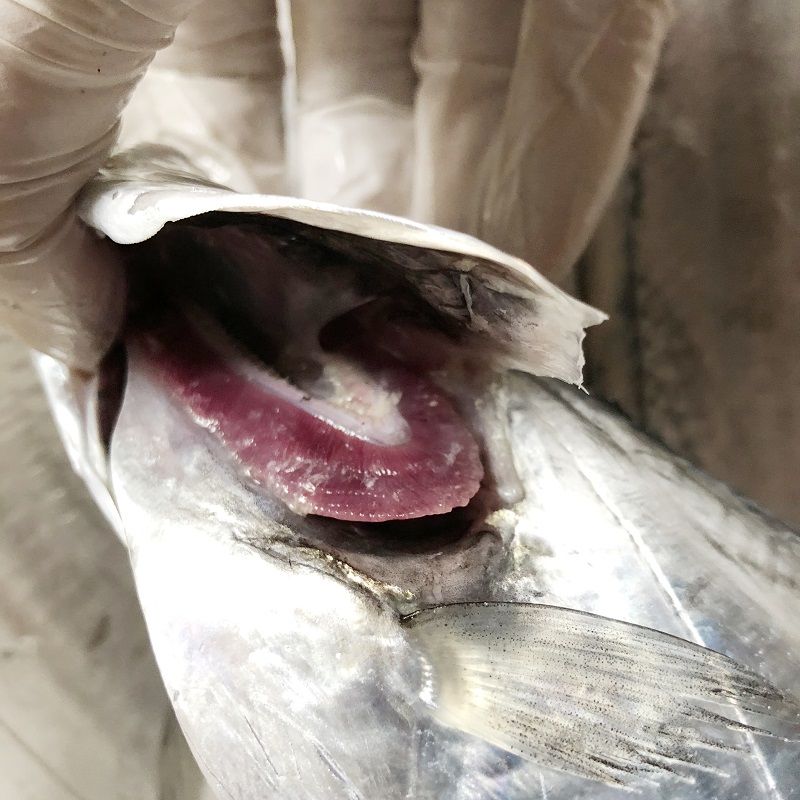 源外园 东海钓带鱼 新鲜船冻特级大钓带鱼整箱大号整条生鲜 鱼类带鱼 带鱼整条净重无冰【5斤装】 大规格0.7-1斤/条