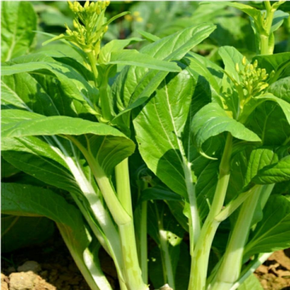 【精选】多子多福甜菜心多枝多芽菜心广东菜芯菜苔