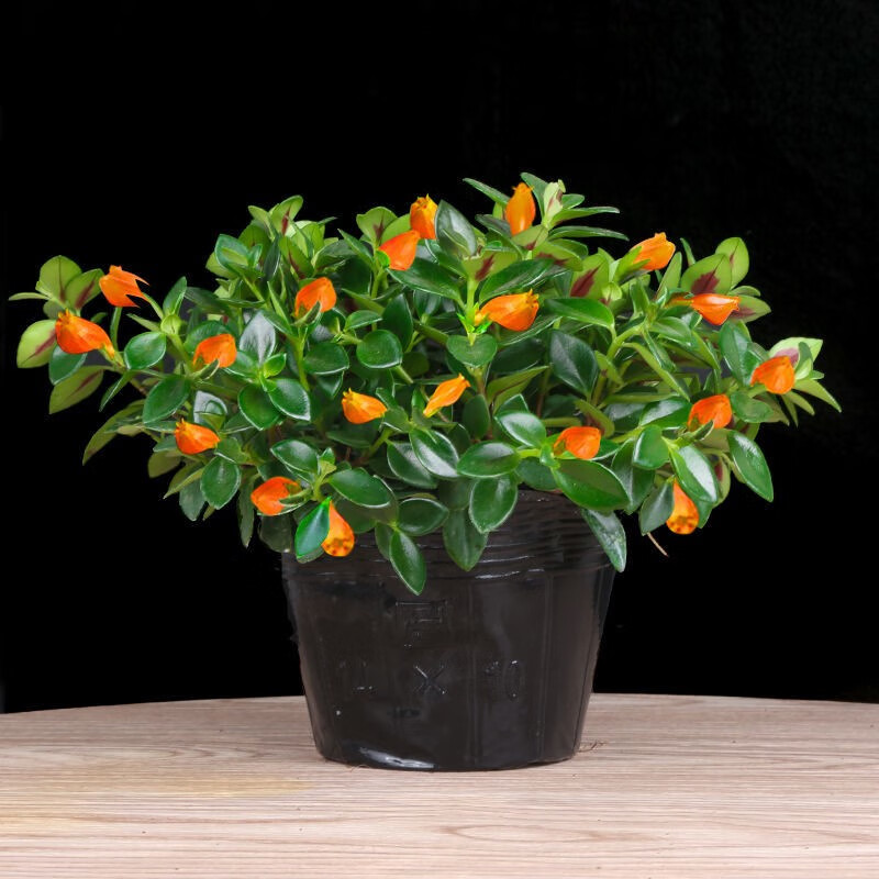 蝶之艺 金鱼吊兰绿植盆栽带花苞室内七彩金鱼花卉植物四季好养阳台