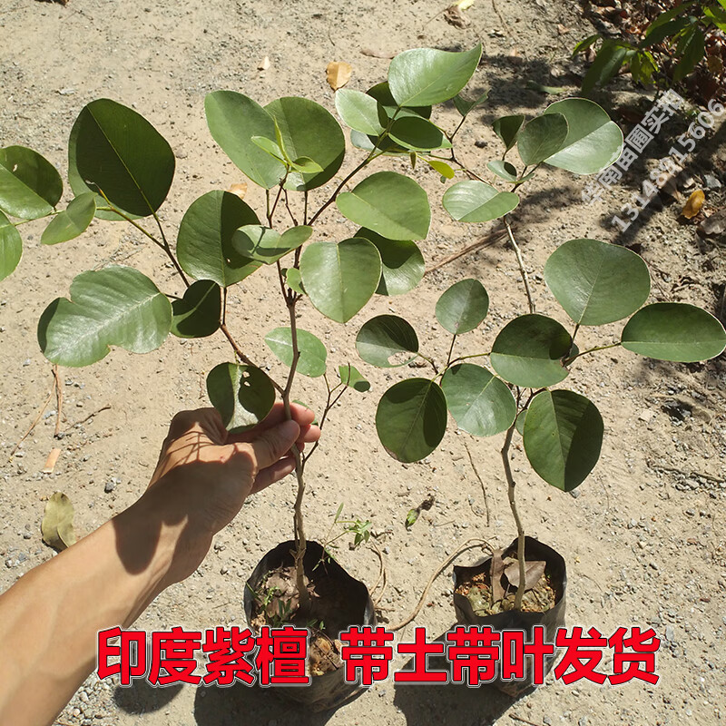 德骊嘉印度小叶紫檀树苗 珍贵红木树檀香紫檀苗四季常绿名贵盆栽绿植