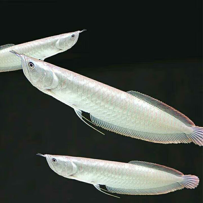 墨之瑶银龙鱼活体大中型热带观赏鱼鱼缸宠物淡水 金龙鱼龙鱼 银龙鱼20