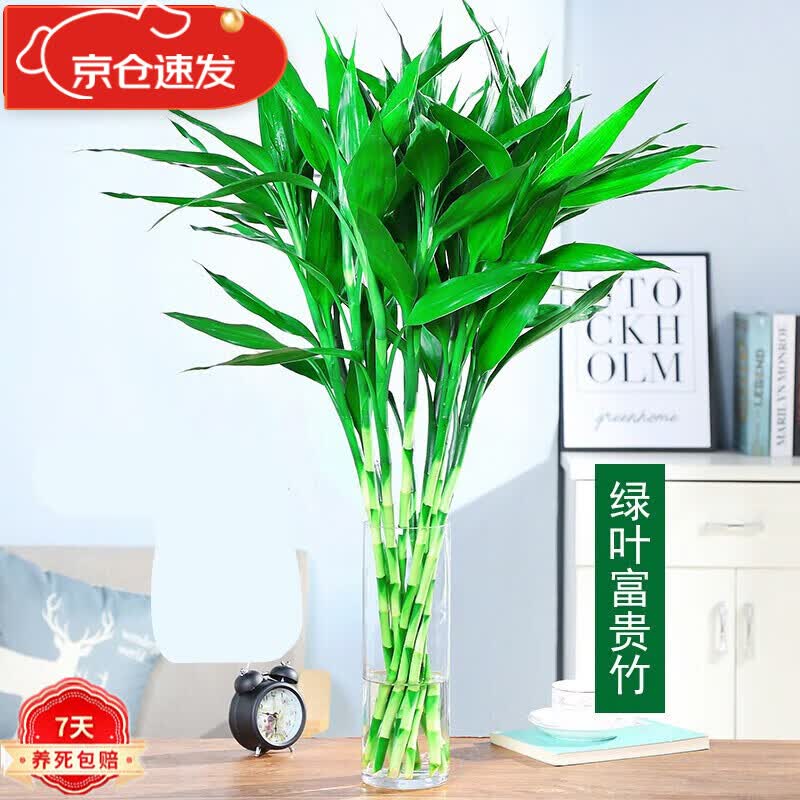 富贵竹水培 观音竹阳台室内好养植物四季常青盆栽花卉绿植 10棵富贵竹