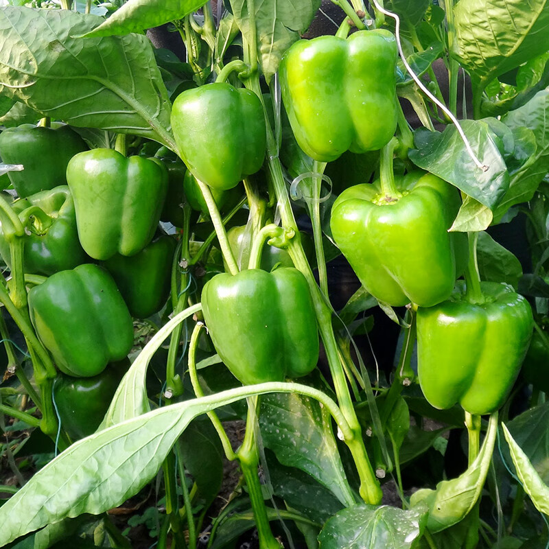花俊辣椒种子 灯笼椒种子金椒107青椒 甜椒种子果肉厚味甜脆菜园庭院