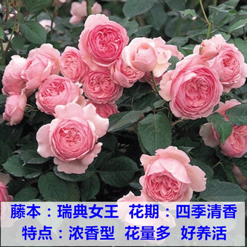 花如嫣爬藤月季花苗特大花浓香耐寒庭院室外四季种易活当年开花藤本花