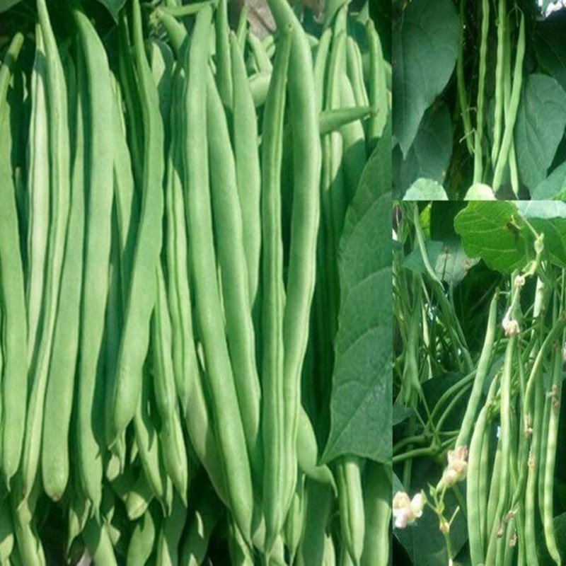泰国无筋架豆种子长芸豆菜豆青豆高产春季秋冬四季菜种子盆栽豆角籽