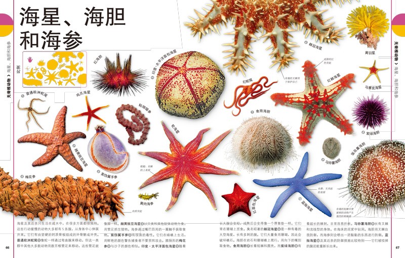 DK儿童图解百科全书（全4册）含交通工具、自然生命、岩石与宝石、化学元素 开学必备 课外读物详情图