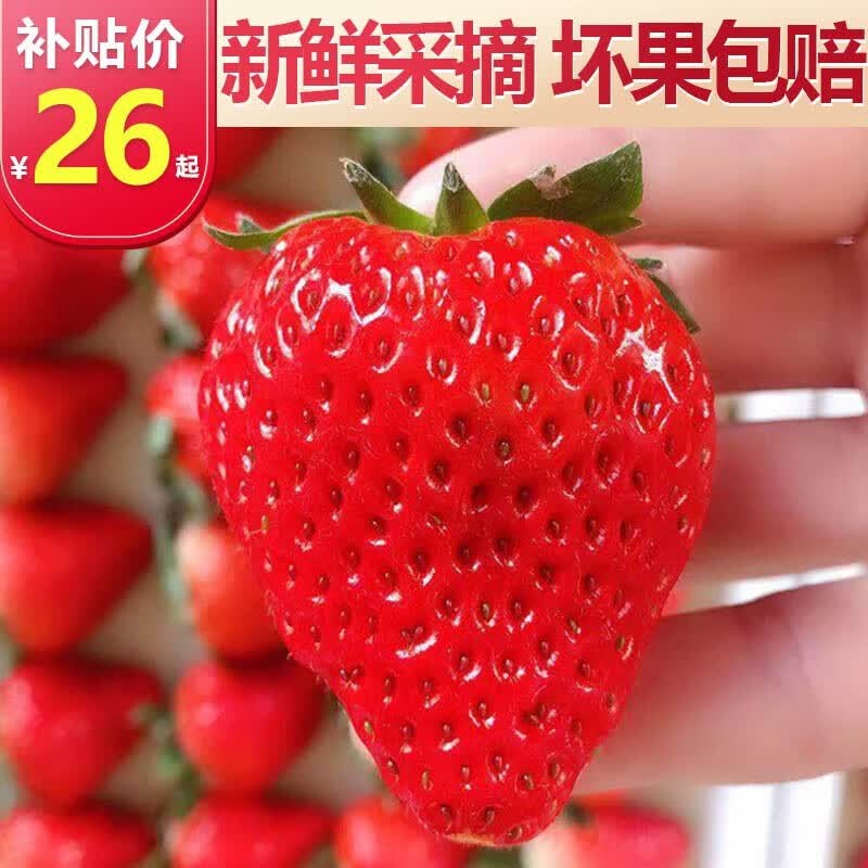 田良季云南曲靖酸草莓非丹东99牛奶草莓水果新鲜红颜时令送礼品物中秋节  3斤装【较划算】 特大果(单果约15g-30g)使用感如何?
