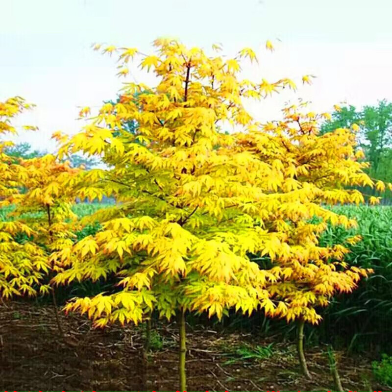 黄金枫树苗枫树苗盆栽庭院风景树苗 黄金枫1公分粗 90cm(含)-99cm(含)