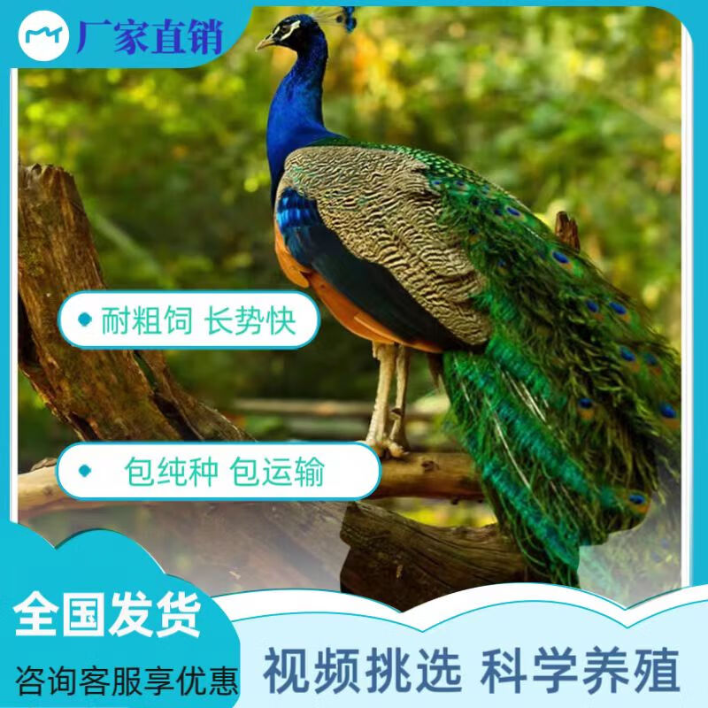 孔雀公母一对孔雀苗小孔雀幼鸟成年孔雀活体观赏宠物孔雀活苗 下单