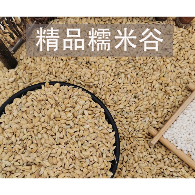 茶麸糯谷 糯谷带壳糯米谷糯稻糯米稻谷糯米稻糯米谷带壳500g 5斤定制