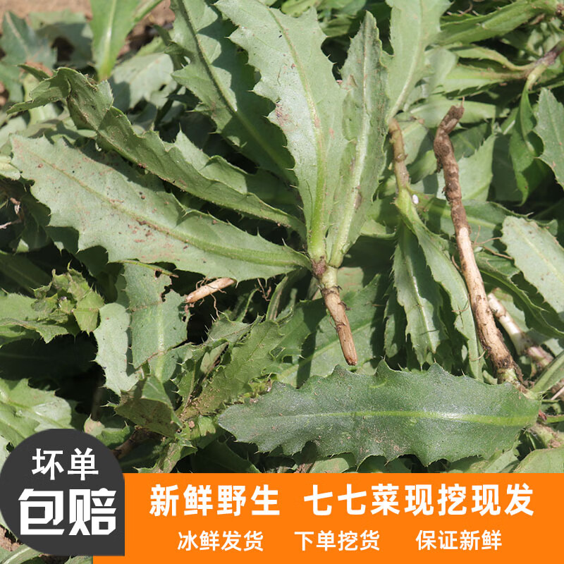 新鲜野生七七菜现挖现发 天然带根带刺小蓟草 刺儿菜刺角芽中药材 250