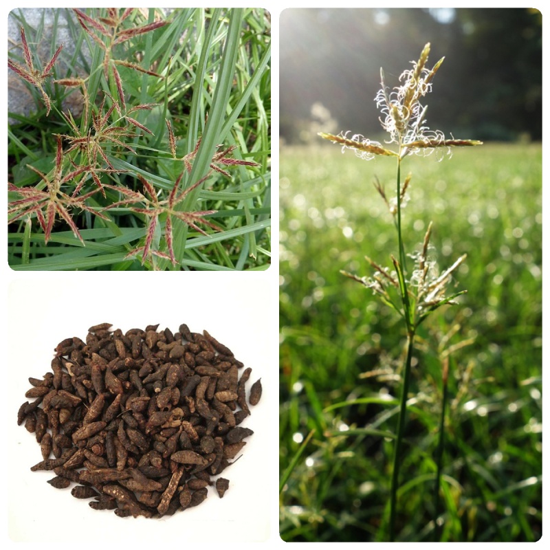元冬香附子种子水莎草种子雷公头中药材种子地沟草山芽草四季植物