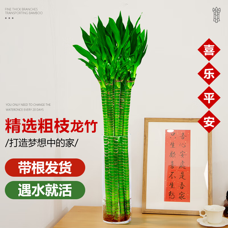 ���ڲ������������񸻹���ˮ��ֲ��ڽڸ��Ĳ������ˮ��ת�������ڿ����в���ֲ ������40-45����-4֧