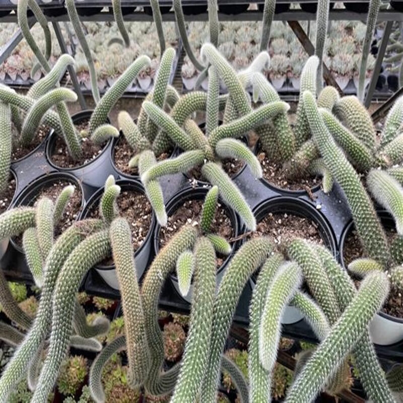 镜之月流彗九尾狐多肉长软毛品种开花可垂吊型室内阳台绿植盆栽稀有