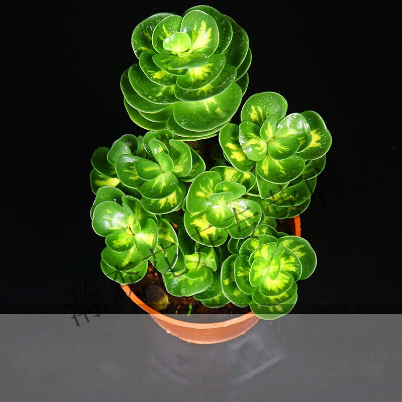 金钱木老桩多肉植物盆栽室内金钱树桌面小绿植花宿舍花