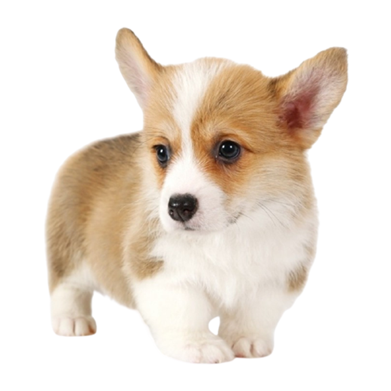 �������MEXEMINA����������ʿ˫ɫ�»���Ȯ������ﹷ��˫Ѫͳ��ɫ�»�ȮС���ȹ��� ���Ｖ ĸ 579Ԫ