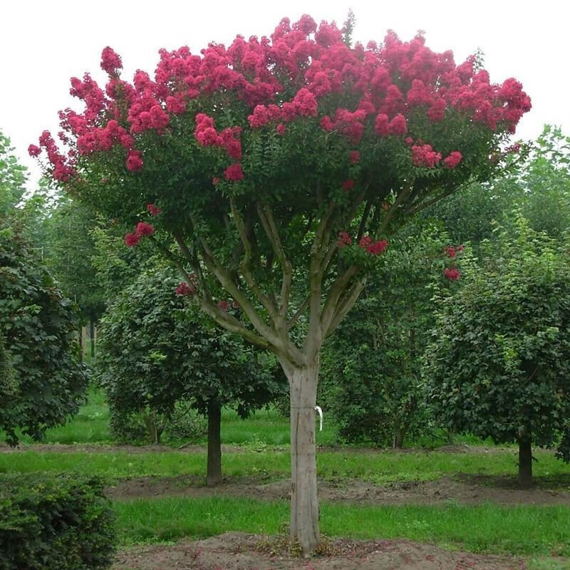 8公分粗(下单品种备注 树苗