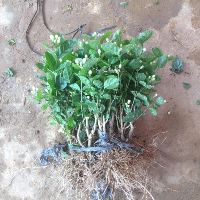 盆栽白茉莉花 盆栽树苗四季绿植花卉老桩树苗植物室内(修剪后发货)