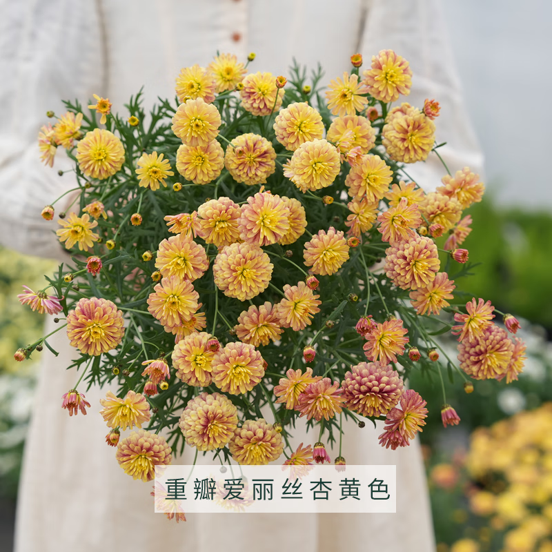 塔莎的花园玛格丽特盆栽带花花苗糖果粉巨人庭院阳台菊科花卉 重瓣