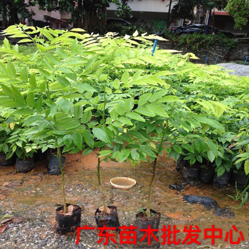 花姬名贵树苗海南黄檀 降香黄檀树苗 园林绿化工程树木风景树观赏树种