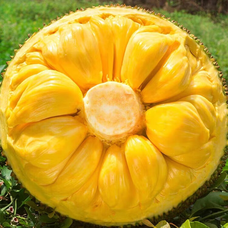 南业果正宗海南菠萝蜜一整个新鲜水果脆甜当季现摘干苞黄肉整箱 15-20斤