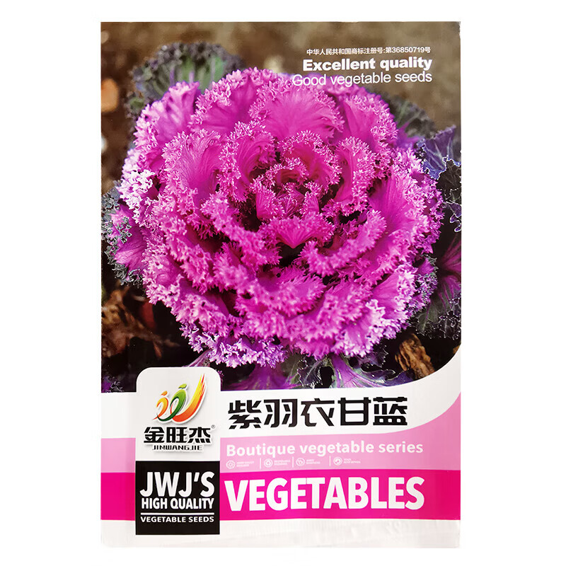 醉春木紫羽衣甘藍(lán)種籽苗多年耐寒食用觀賞紫色蔬菜苗陽臺四季盆栽花卉 金旺杰紫羽衣甘藍(lán)種子【3包】 【
