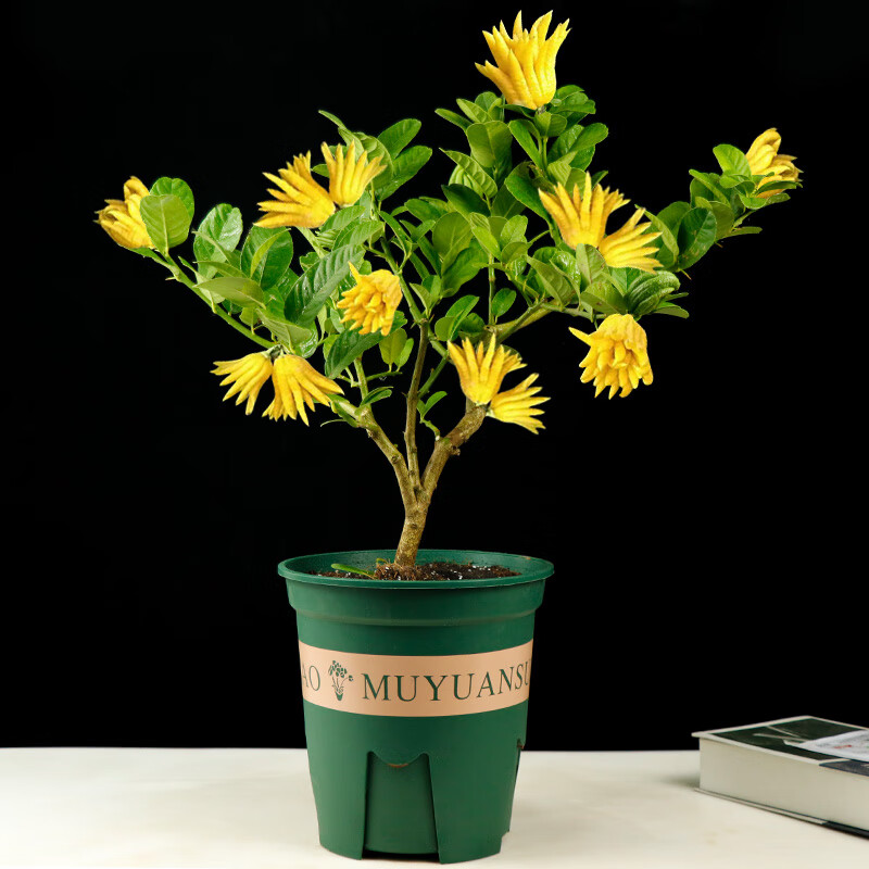 瑰玮佛手盆栽带果室内阳台庭院佛手柑盆景四季开花浓香花卉千佛手植物