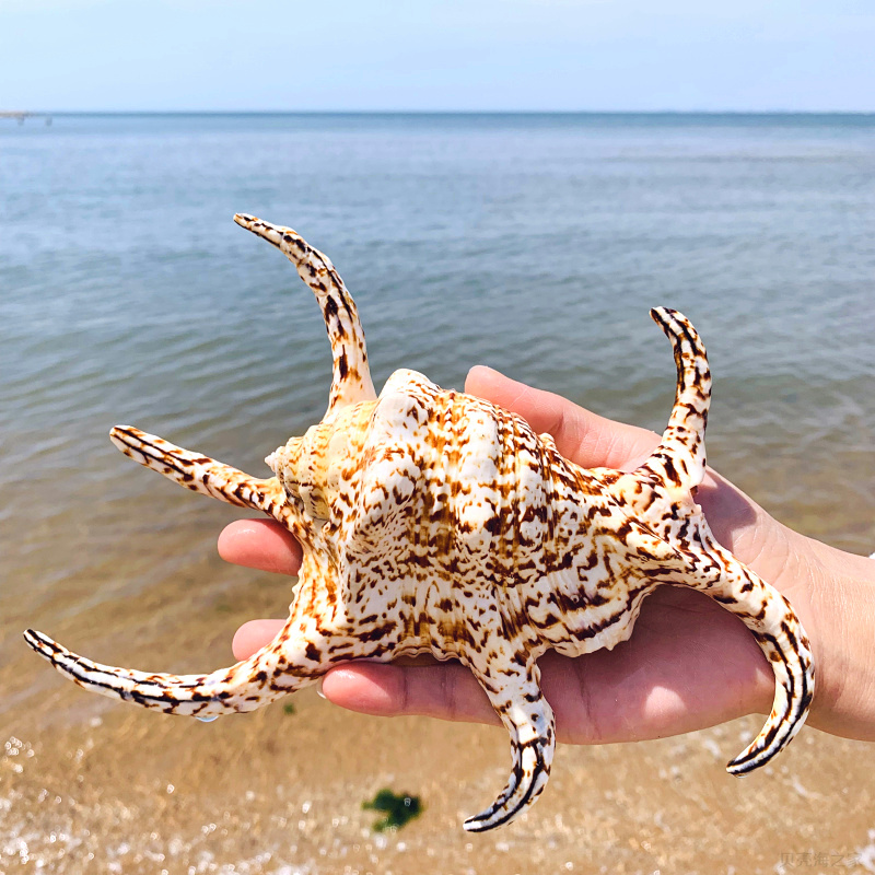 超大六角螺天然特大海螺貝殼家居地臺(tái)裝飾品魚缸水族造景禮物擺件m 六角螺 長19-20厘米