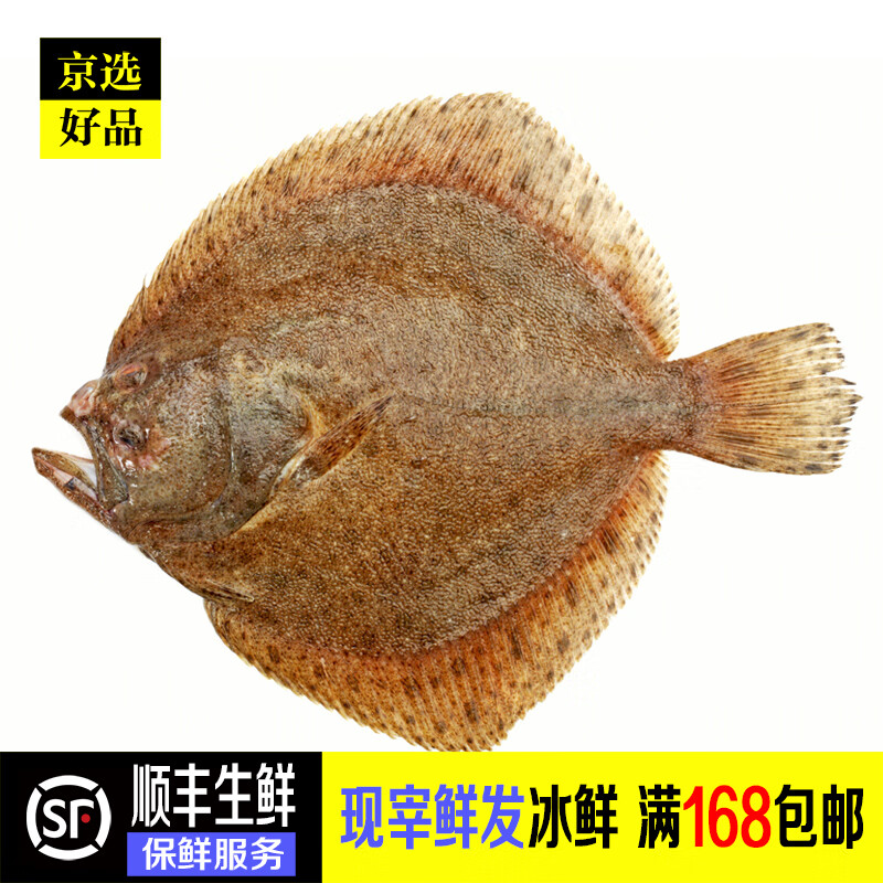 禾人海鱼海鲜 深海鱼冰鲜鱼 顺丰空运 多宝鱼1.5-2斤 1条【现宰鲜发】