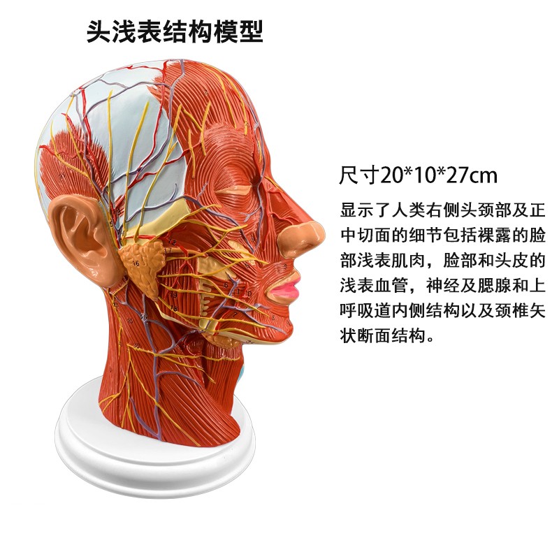 头浅表层肌肉神经血管器官解剖模型微整形美容面部皮下教学用 头部 学