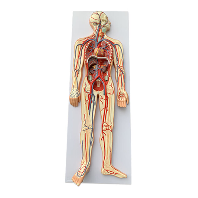 人体内脏血液循环模型心脏动脉静脉神经血管器官解剖医学教具 血 液