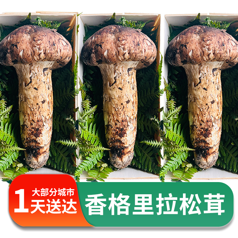 向往美好云南香格里拉出口级新鲜松茸/见手青 【适合煲汤/油煎】8cm以上 一斤怎么看?