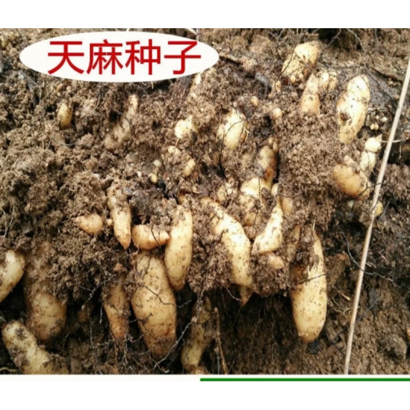 天麻种子天麻种植苗天麻0代种1代天麻种苗天麻种麻蜜环菌 试种天麻