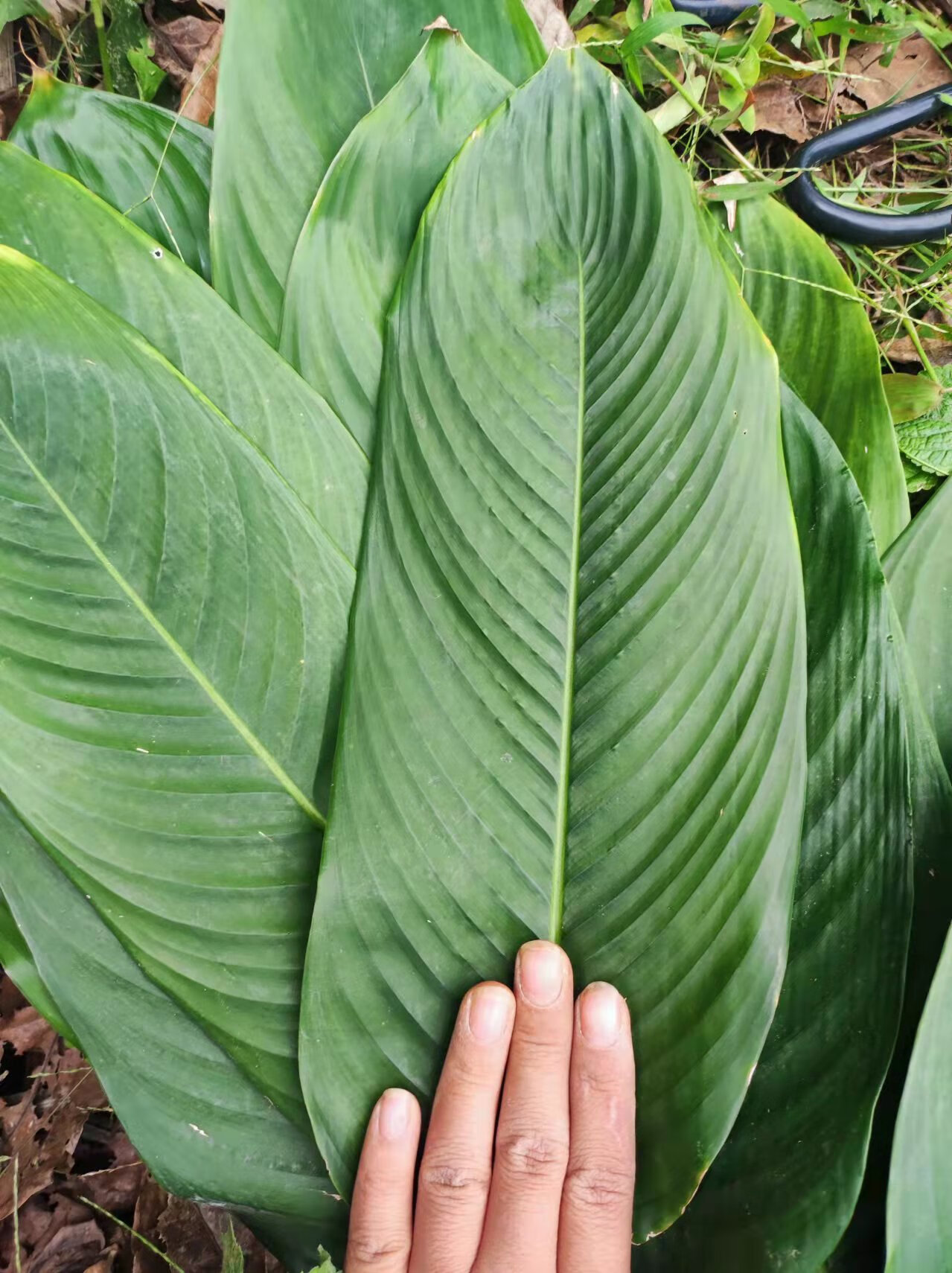 梦黛侠粽子叶广西粽叶新鲜大叶新叶过年包粽子的叶子过节用冬叶柊叶