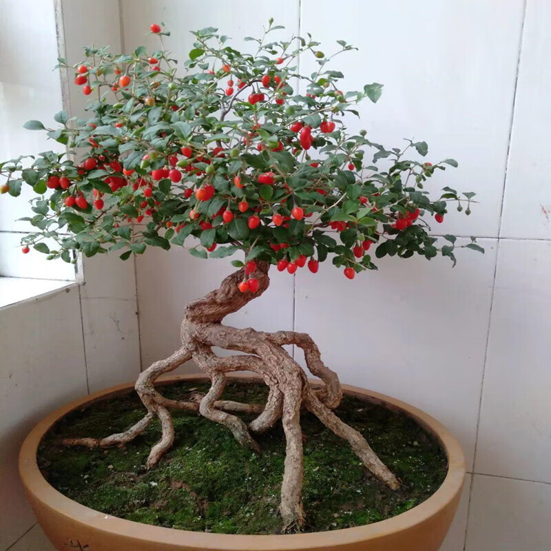 植果缘(fruit border)枸杞盆景盆栽花卉树桩老桩四季造景观植物种植土