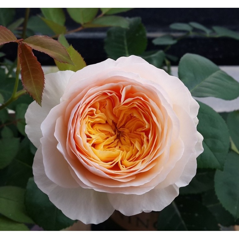 阳台盆栽绿植切花朱丽叶月季花多花藤本月季蔷 爬藤攀援月季花苗